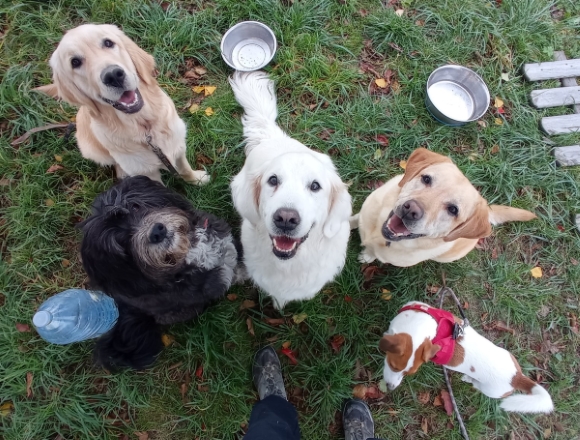 namasdog éducateur éducatrice comportementaliste canin chien chiens  chiot positif éducation canine bienveillante positive renforcement crest drôme crestdromefrance formation educateur canin aoa geneve suisse