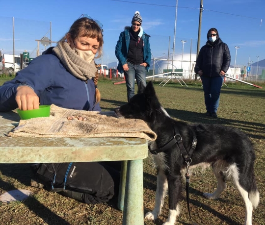 namasdog éducateur éducatrice comportementaliste canin chien chiens  chiot positif éducation canine bienveillante positive renforcement crest drôme crestdromefrance formation educateur canin aoa geneve suisse