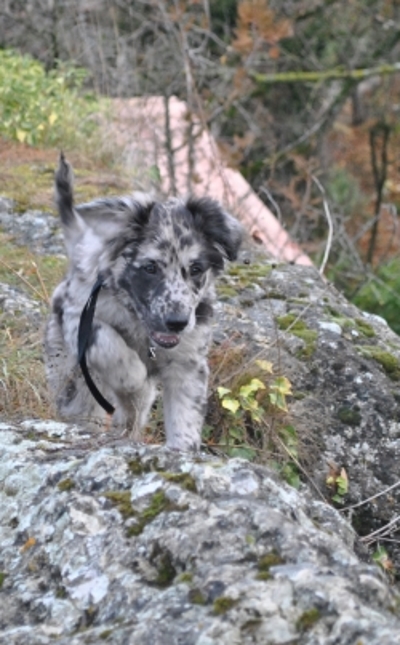 chiot inouk namasdog