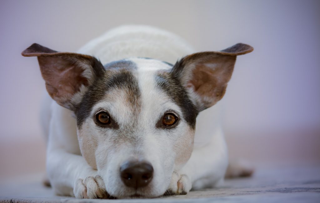 namasdog éducateur éducatrice comportementaliste canin chien chiens  chiot positif éducation canine bienveillante positive renforcement crest valence montélimar  drôme crestdromefrance cours individuel