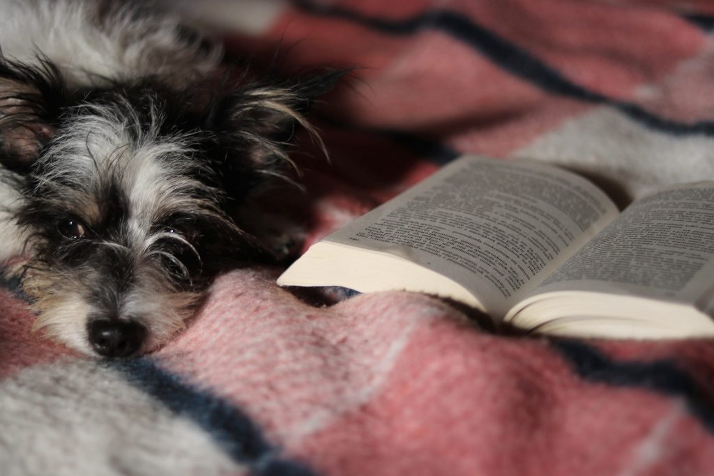 namasdog éducateur éducatrice comportementaliste canin chien chiens  chiot positif éducation canine bienveillante positive renforcement crest drôme crestdromefrance bibliothèque livres