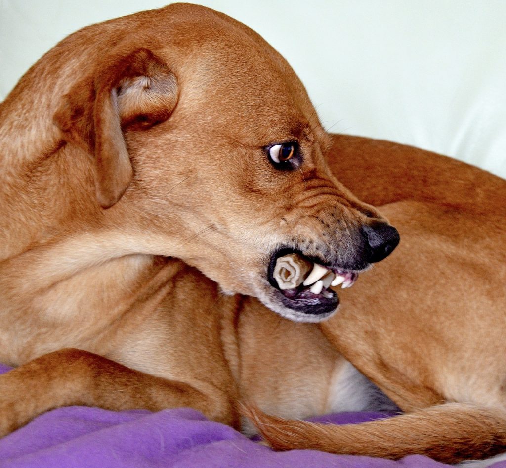 namasdog théorie dominance chien chiens chiot éducateur comportementaliste canin positif bienveillante crest drôme drome grognement punition