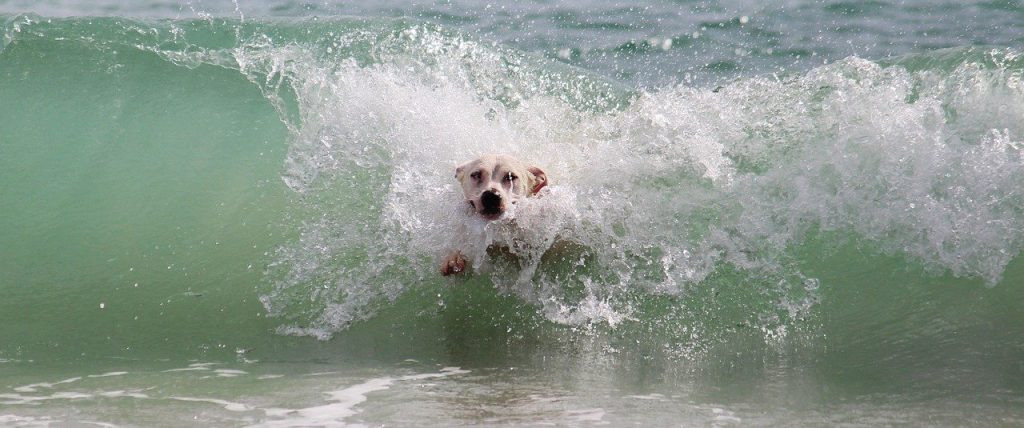 namasdog éducateur éducatrice comportementaliste canin chien chiens  chiot positif éducation canine bienveillante positive renforcement crest drôme drome crestdromefrance baignade eau été nageur piscine mer vacances