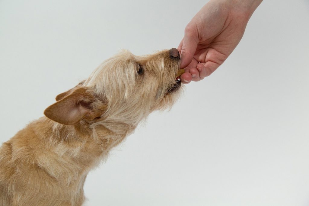 namasdog question questions éducation éducateur éducatrice comportementaliste canin chien chiens  chiot positif bienveillante crest drôme récompense nourriture friandise