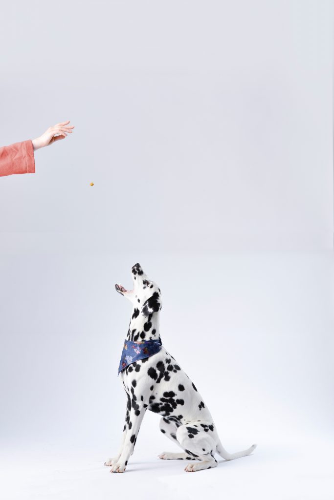 namasdog question questions éducation éducateur éducatrice comportementaliste canin chien chiens  chiot positif bienveillante crest drôme dalmatien