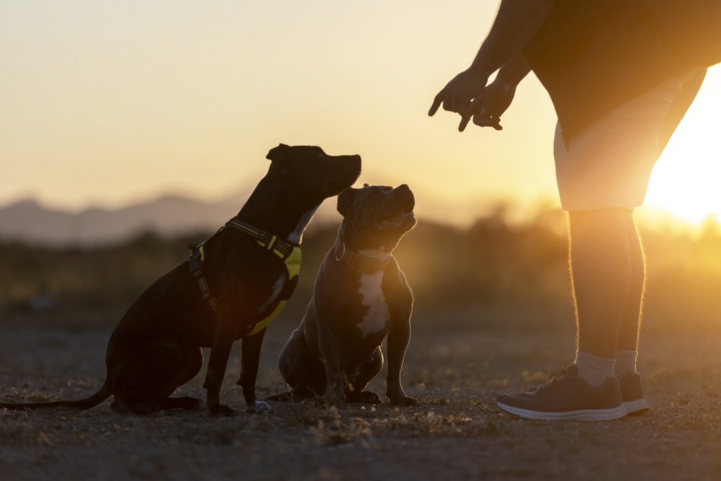 namasdog éducateur éducatrice comportementaliste canin chien chiens  chiot positif éducation canine bienveillante positive renforcement crest drôme drome crestdromefrance comment choisir son éducateur canin