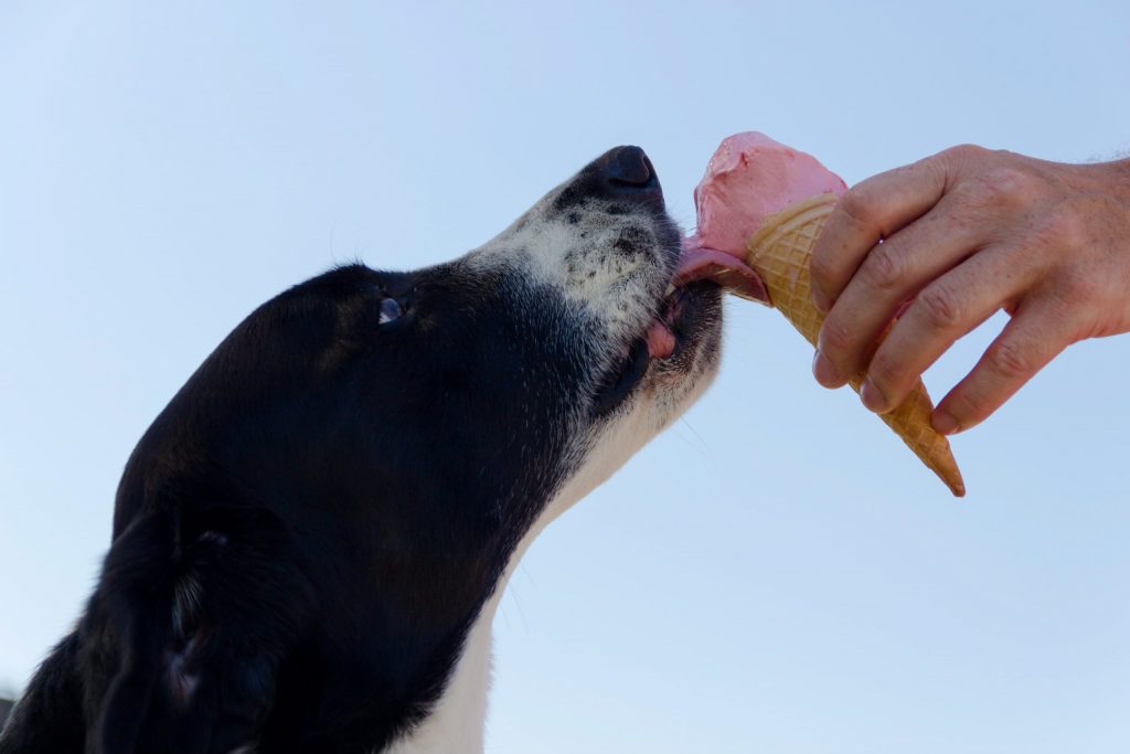 glace chien été recette recettes