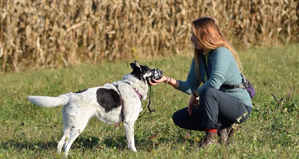 namasdog éducateur éducatrice comportementaliste canin chien chiens chiot positif éducation canine bienveillante positive renforcement crest  valence montélimar drôme drome crestdromefrance  relation cours collectif soins coopératifs medical training