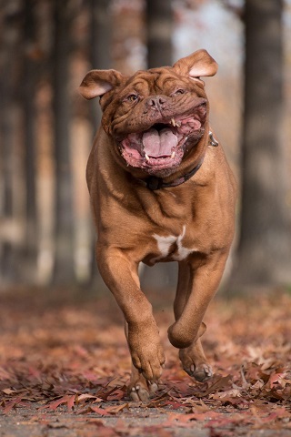 namasdog éducateur canin drôme crest drome comportementaliste tenir marche en laisse cours à domicile chien éducation positive bienveillante 