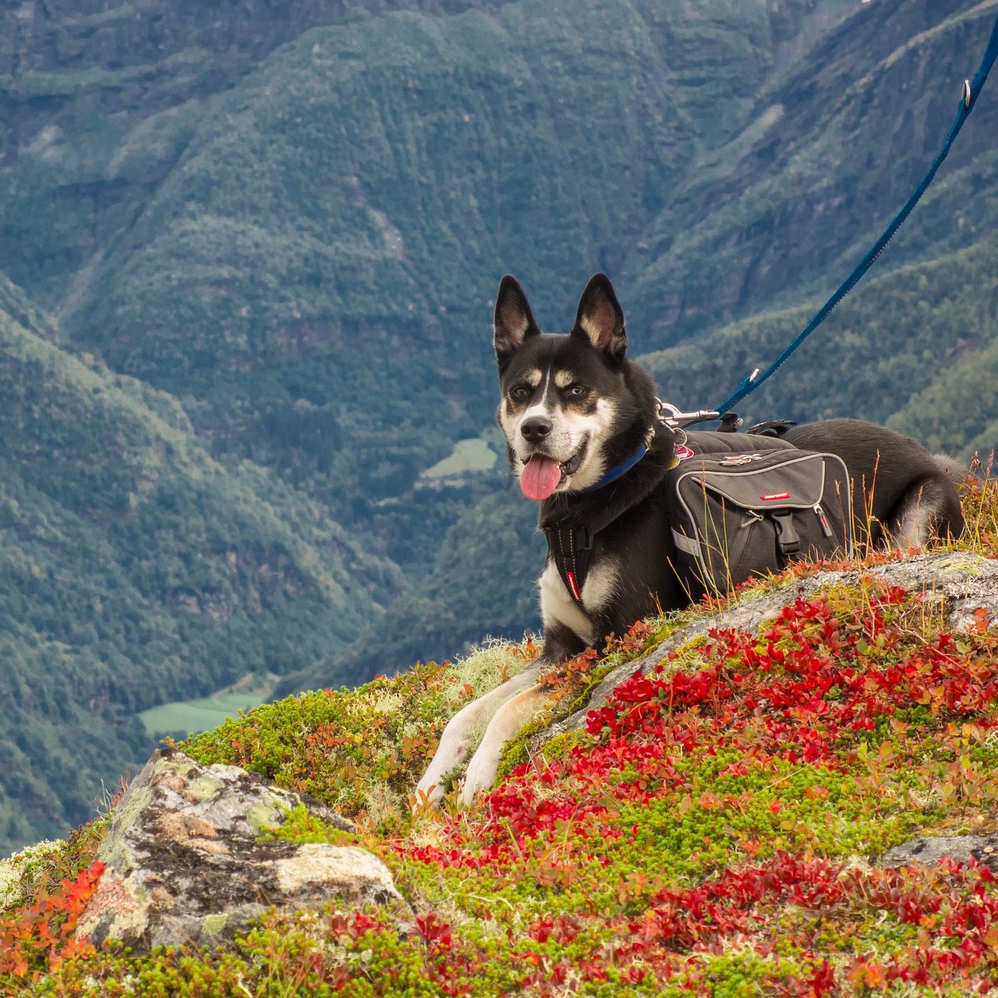 namasdog éducateur canin drôme crest drome comportementaliste tenir marche en laisse cours à domicile chien éducation positive bienveillante 