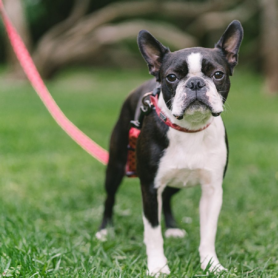 namasdog éducateur canin drôme crest drome comportementaliste tenir marche en laisse cours à domicile chien éducation positive bienveillante 