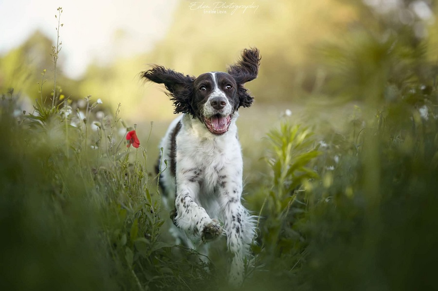 namasdog éducateur éducatrice comportementaliste canin chien chiens  chiot positif éducation canine bienveillante positive renforcement crest drôme crestdromefrance pension entre bonnes pattes noemie fargère bésayes