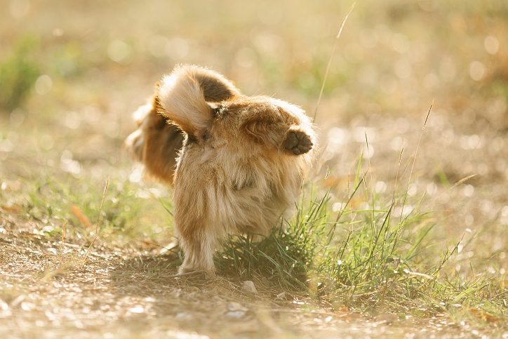 namasdog théorie dominance chien chiens chiot éducateur comportementaliste canin positif bienveillante crest drôme drome propreté pipi caca déjections besoin besoins