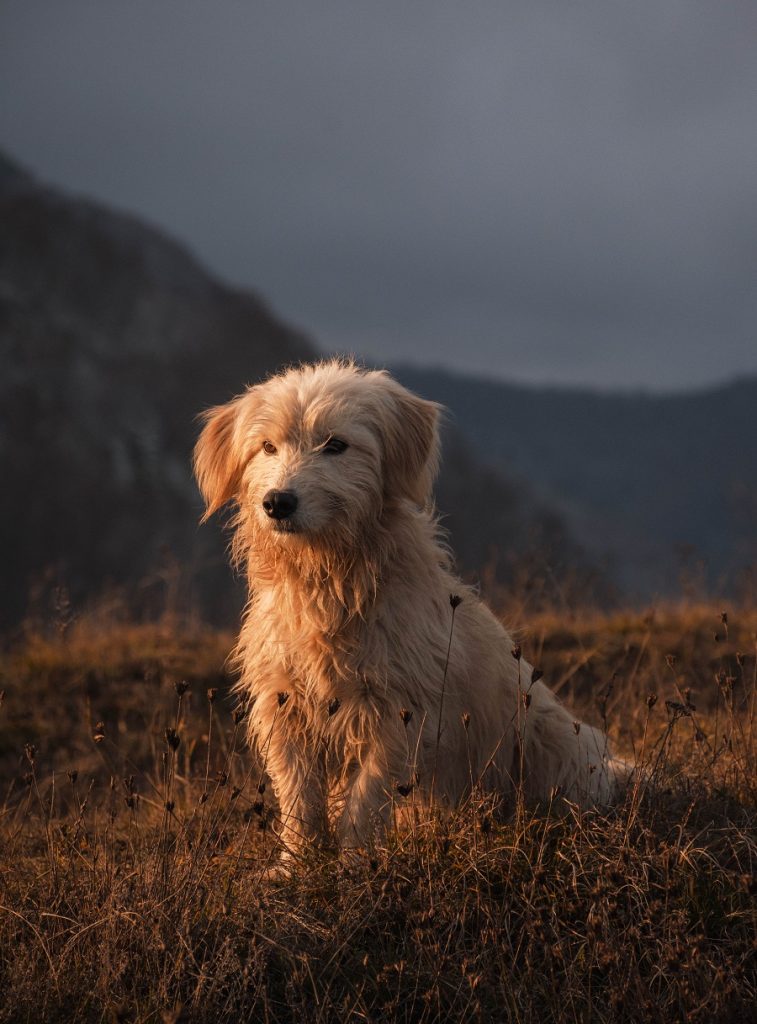 namasdog éducateur éducatrice comportementaliste canin chien chiens  chiot positif éducation canine bienveillante positive renforcement crest  valence montélimar  drôme drome crestdromefrance  relation