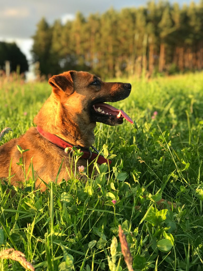 namasdog éducateur éducatrice comportementaliste canin chien chiens  chiot positif éducation canine bienveillante positive renforcement crest  valence montélimar  drôme drome crestdromefrance  relation