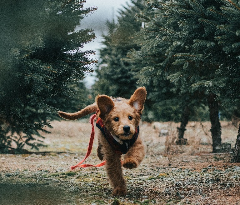 namasdog éducateur éducatrice comportementaliste canin chien chiens  chiot chiots cours collectif positif éducation canine bienveillante positive renforcement crest valence montélimar  drôme drome crestdromefrance  école du chiot pika'chiot pikachiot pika'chiots pikachiots