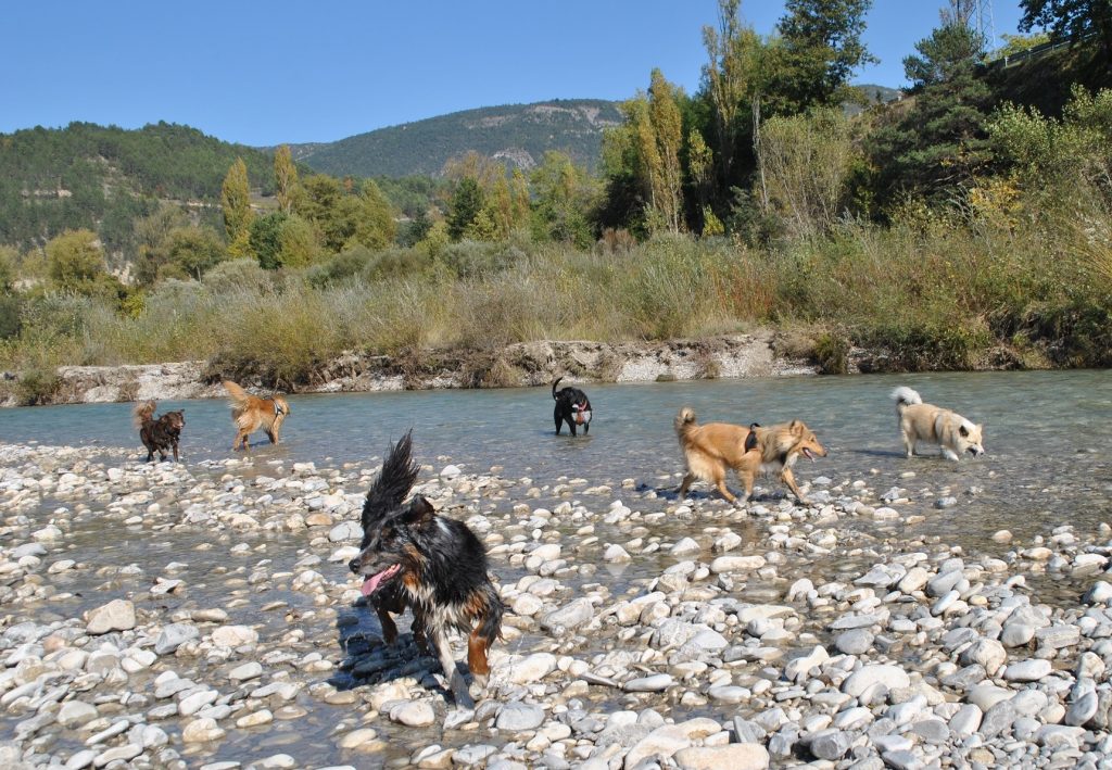 namasdog éducateur éducatrice comportementaliste canin chien chiens chiot chiots balades collectives positif éducation canine bienveillante positive renforcement crest valence montélimar drôme drome crestdromefrance socialisation sociabilisation familiarisation 