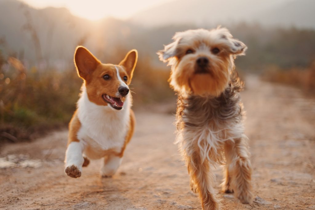 namasdog éducateur éducatrice comportementaliste canin chien chiens chiot chiots balades collectives positif éducation canine bienveillante positive renforcement crest  valence montélimar drôme drome crestdromefrance socialisation sociabilisation familiarisation 