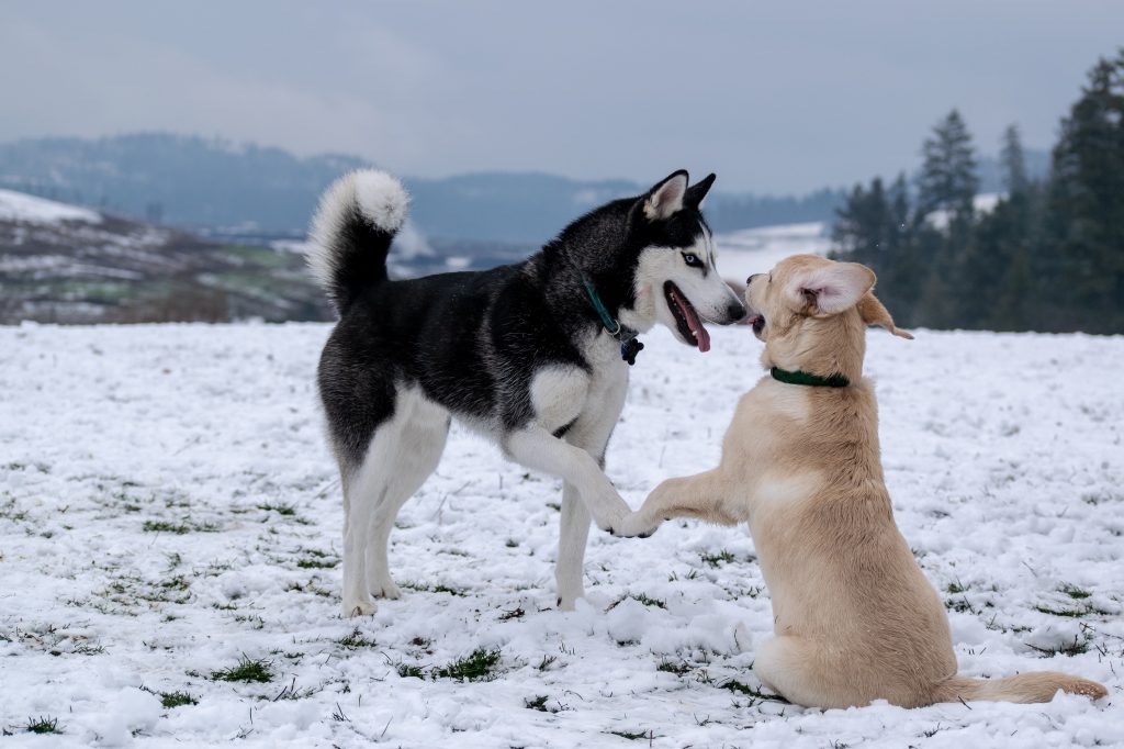 namasdog éducateur éducatrice comportementaliste canin chien chiens chiot chiots balades collectives positif éducation canine bienveillante positive renforcement crest valence montélimar drôme drome crestdromefrance socialisation sociabilisation familiarisation 