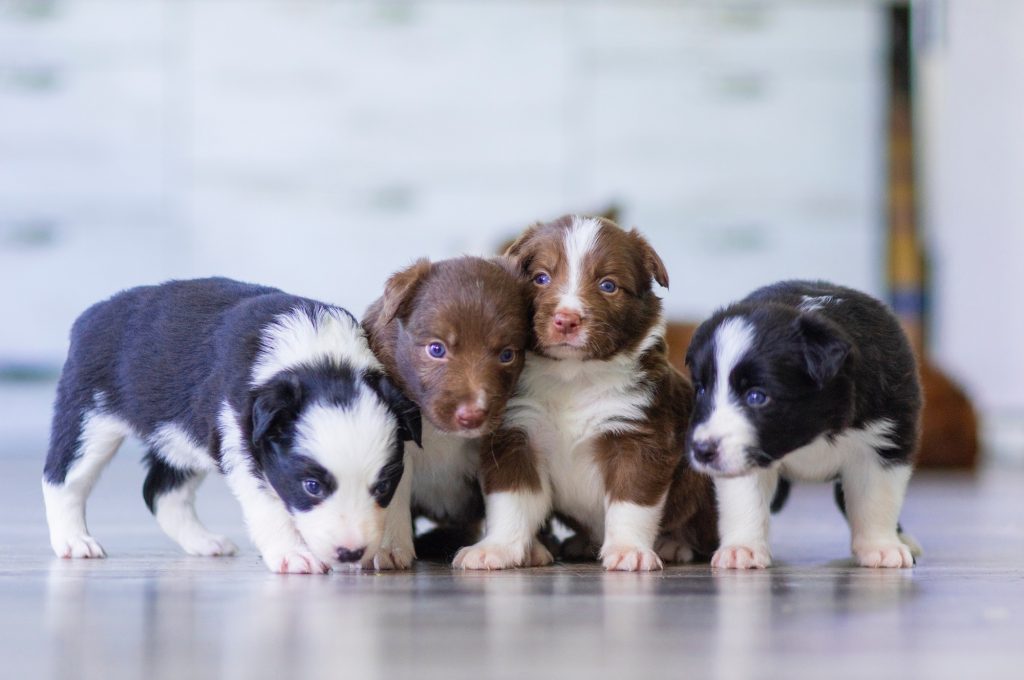 namasdog éducateur éducatrice comportementaliste canin chien chiens  chiot positif éducation canine bienveillante positive renforcement crest drôme crestdromefrance éleveurs