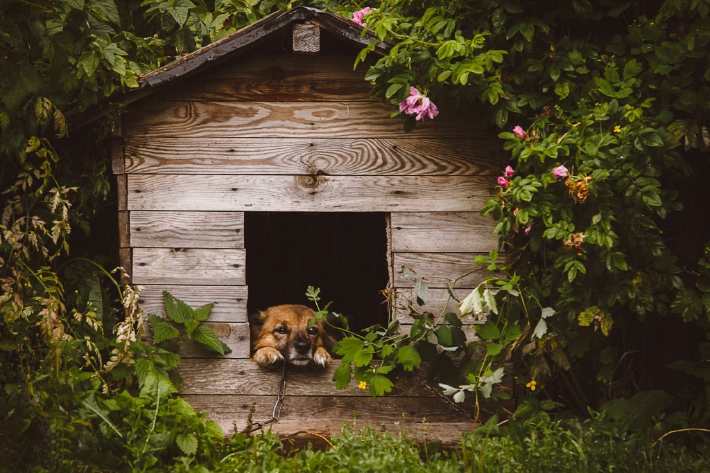 namasdog éducateur éducatrice comportementaliste canin chien chiens  chiot positif éducation canine bienveillante positive renforcement crest valence montélimar  drôme crestdromefrance pensionnaire pension pensions pensionnaires