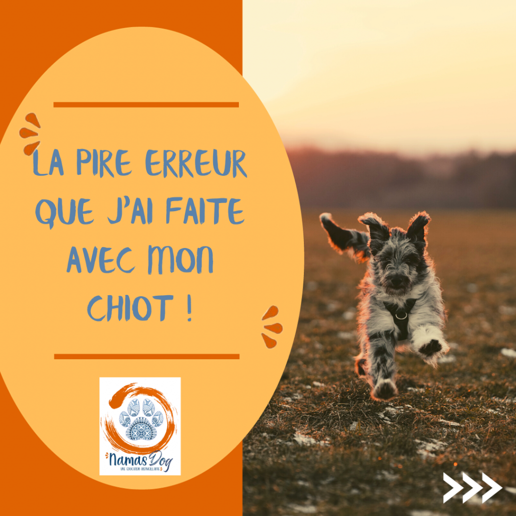 namasdog éducateur éducatrice comportementaliste canin chien chiens  chiot positif éducation canine bienveillante positive renforcement crest drôme drome crestdromefrance  relation