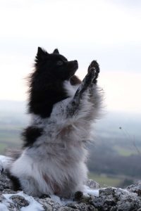 comportementaliste éducateur canin crest drôme namasdog