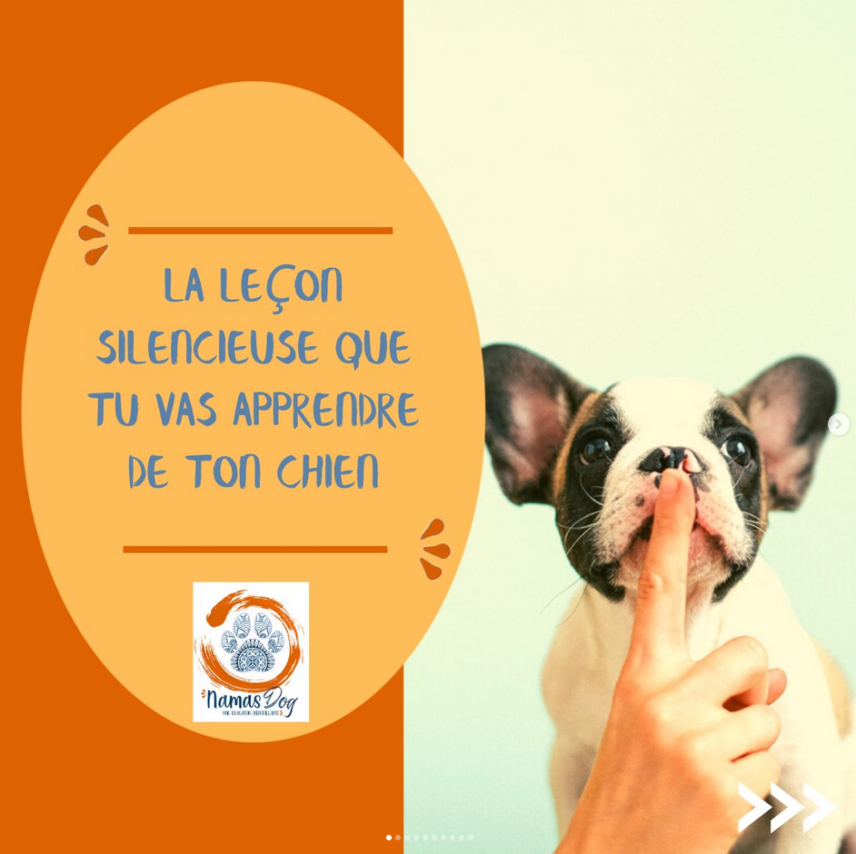 namasdog éducateur éducatrice comportementaliste canin chien chiens  chiot positif éducation canine bienveillante positive renforcement crest drôme drome crestdromefrance  relation