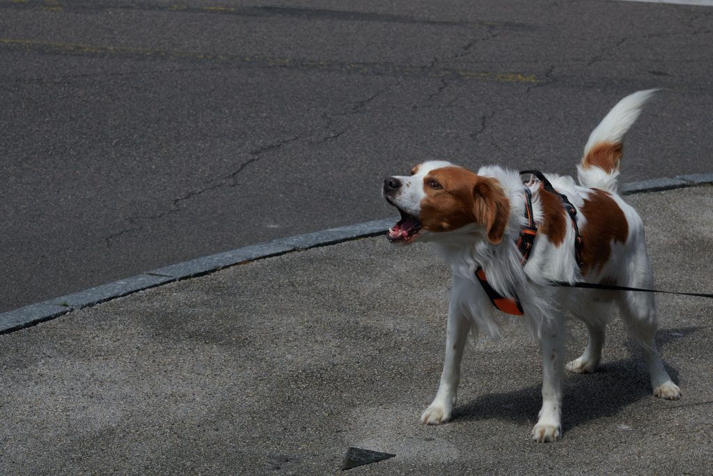 namasdog éducateur éducatrice comportementaliste canin chien chiens chiot chiots cours particuliers positif éducation canine bienveillante positive renforcement crest valence montélimar drôme drome crestdromefrance