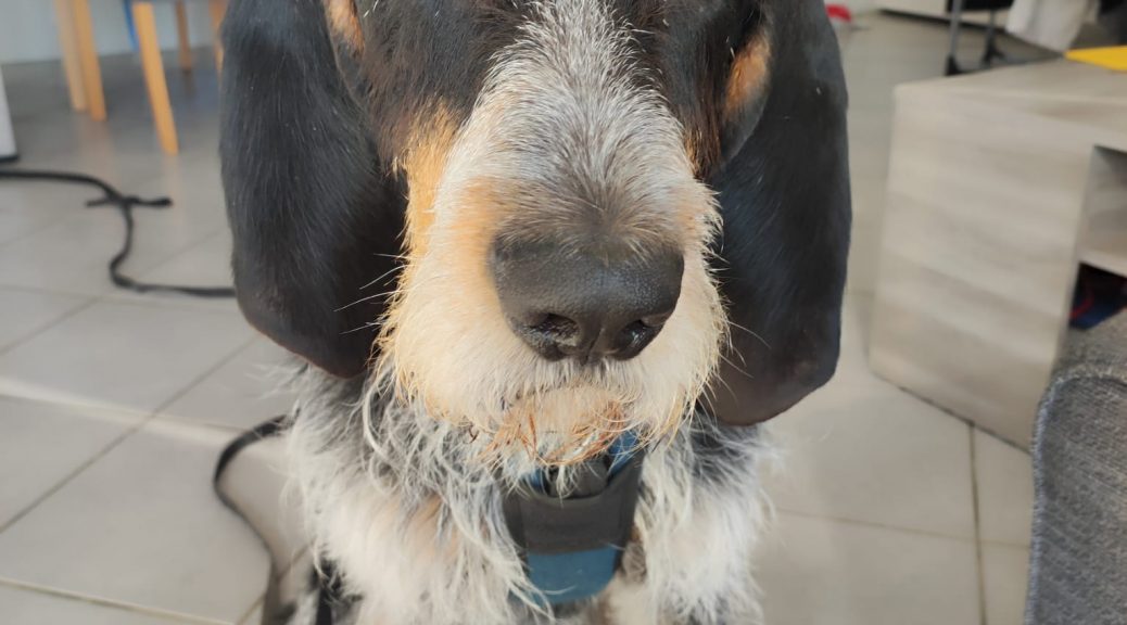 comportementaliste éducateur canin crest drôme namasdog soins coopératifs vétérinaire