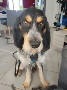 comportementaliste éducateur canin crest drôme namasdog soins coopératifs vétérinaire