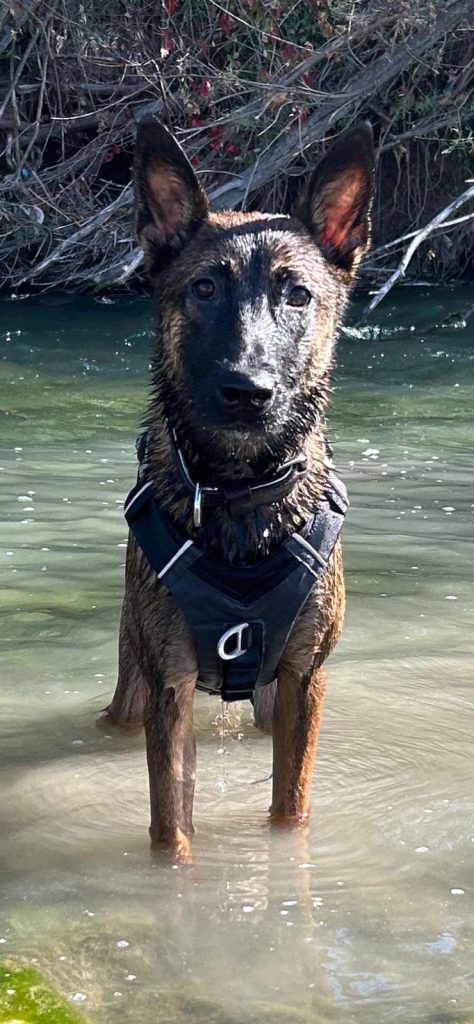 malinois réactivité prédation namasdog